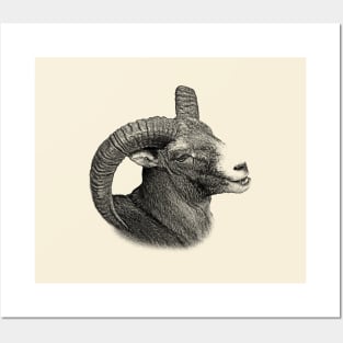 Mouflon Posters and Art